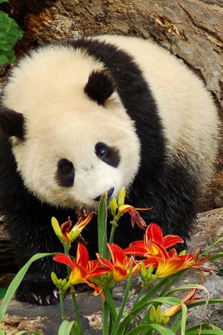 Fondo de pantalla Panda Smelling Flowers 320x480