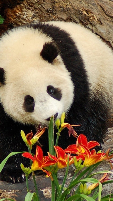 Panda Smelling Flowers wallpaper 360x640