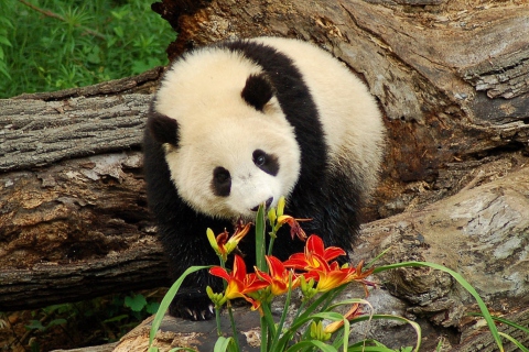 Обои Panda Smelling Flowers 480x320