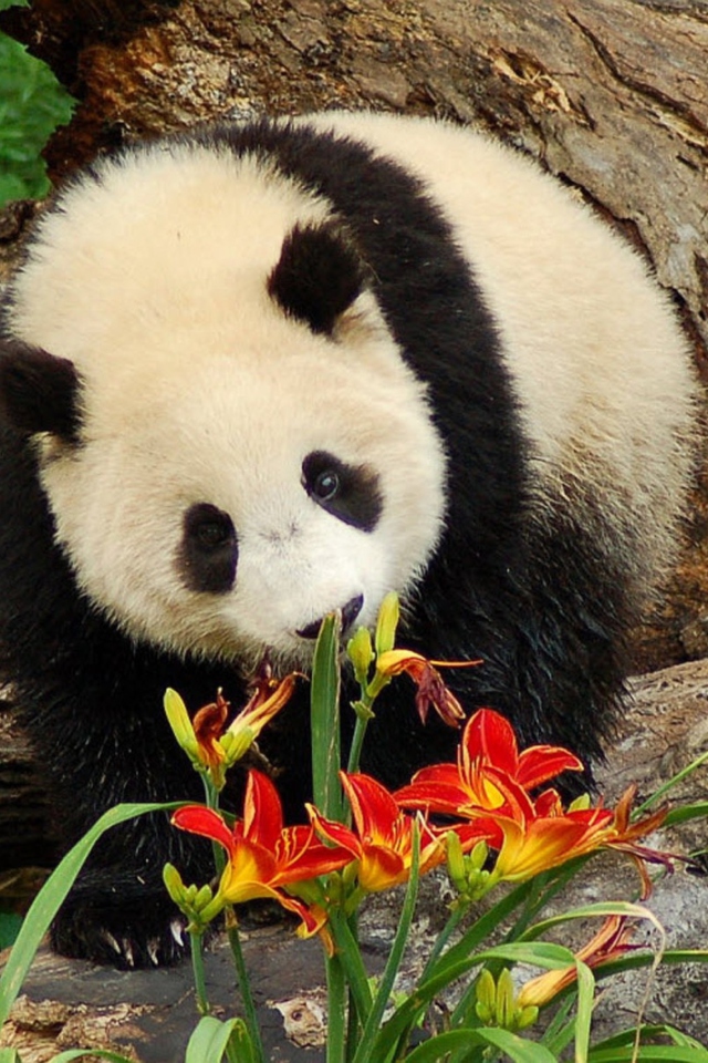 Panda Smelling Flowers wallpaper 640x960