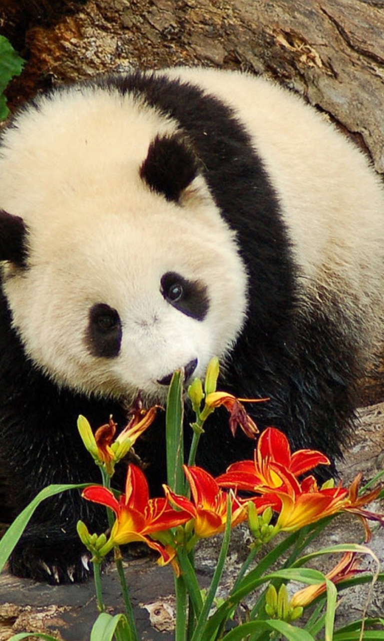 Fondo de pantalla Panda Smelling Flowers 768x1280