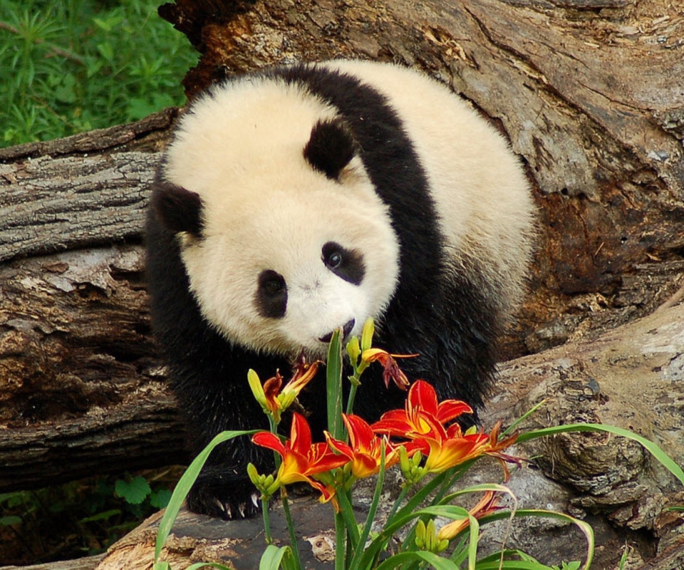 Обои Panda Smelling Flowers 960x800