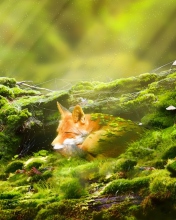 Das Sleeping Fox Wallpaper 176x220