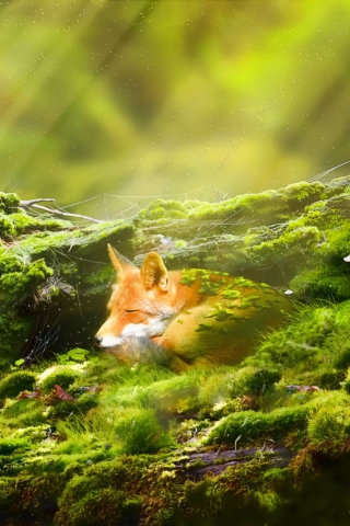 Sleeping Fox wallpaper 320x480