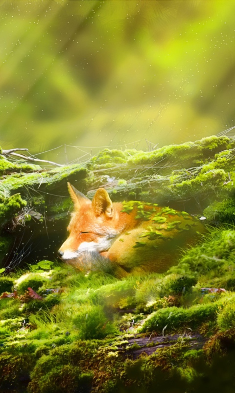 Das Sleeping Fox Wallpaper 480x800
