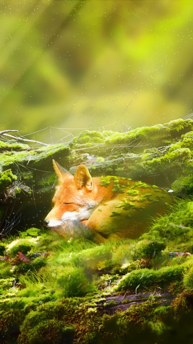 Das Sleeping Fox Wallpaper 640x1136