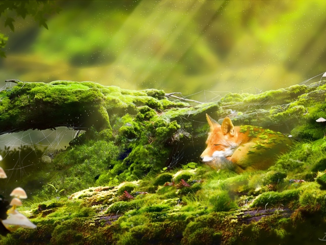 Das Sleeping Fox Wallpaper 640x480