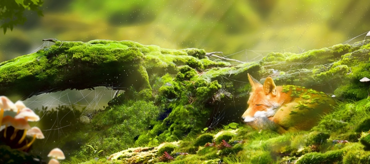 Sleeping Fox wallpaper 720x320