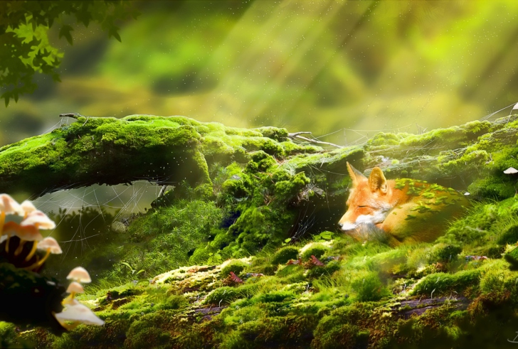 Sfondi Sleeping Fox
