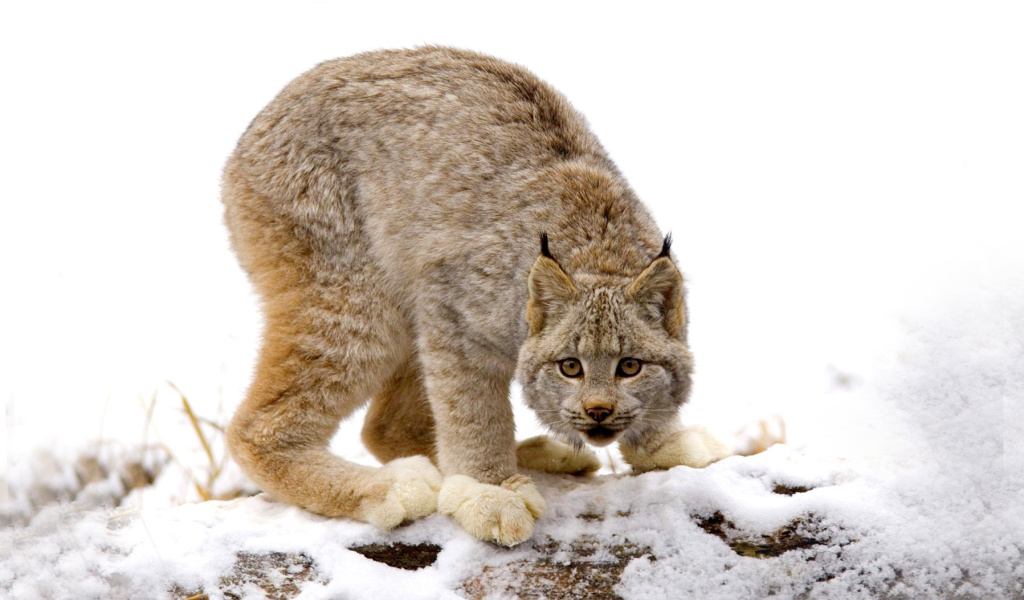 Fondo de pantalla Wild Lynx in Forest 1024x600