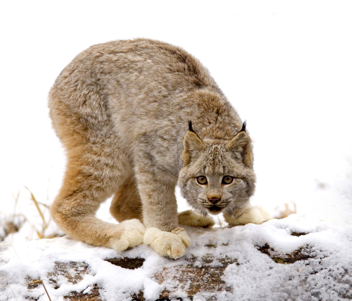 Sfondi Wild Lynx in Forest 1200x1024