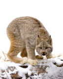 Обои Wild Lynx in Forest 128x160