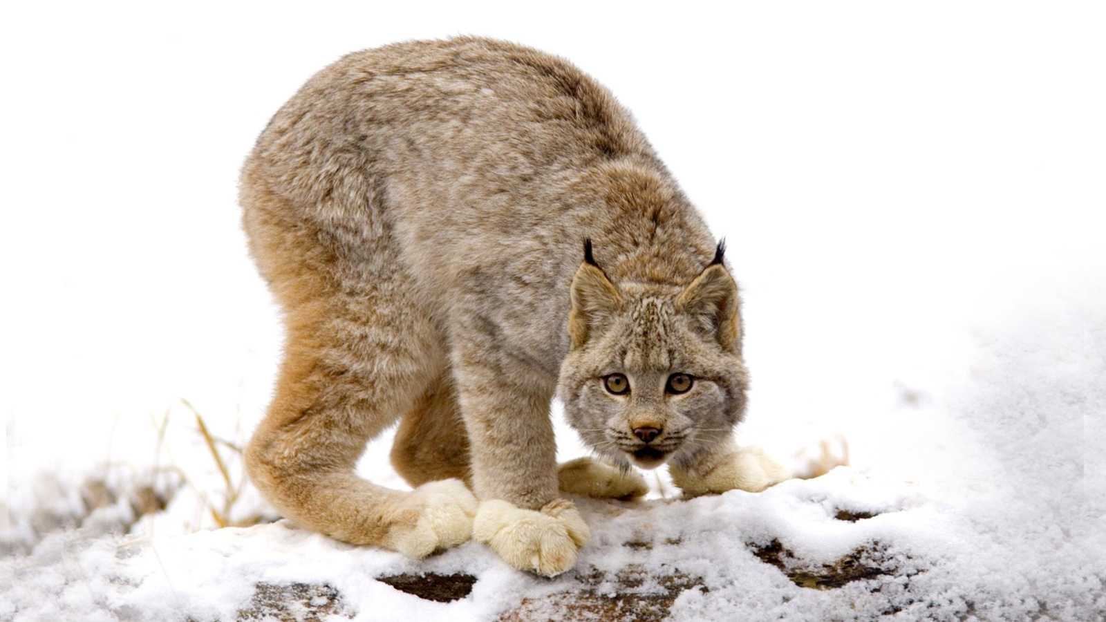 Sfondi Wild Lynx in Forest 1600x900