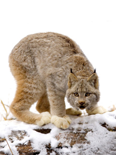 Wild Lynx in Forest wallpaper 240x320