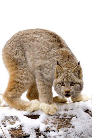 Das Wild Lynx in Forest Wallpaper 320x480