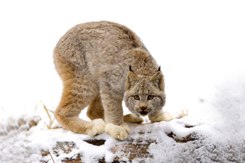 Sfondi Wild Lynx in Forest 480x320