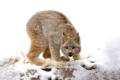 Wild Lynx in Forest wallpaper 480x320