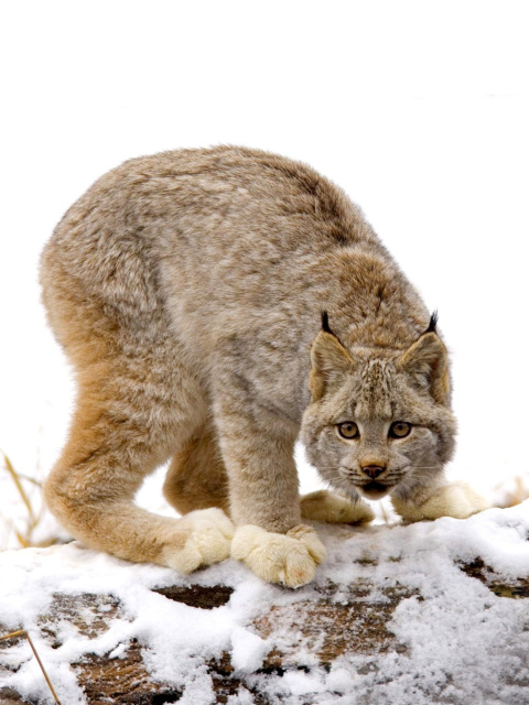 Обои Wild Lynx in Forest 480x640