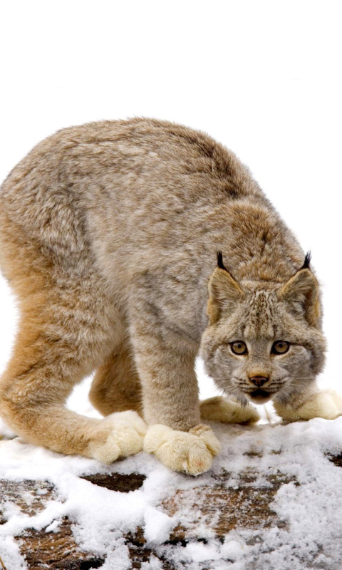 Sfondi Wild Lynx in Forest 480x800