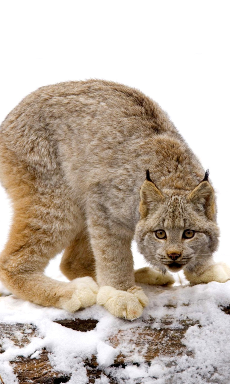 Fondo de pantalla Wild Lynx in Forest 768x1280