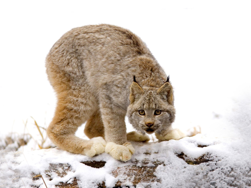 Wild Lynx in Forest wallpaper 800x600