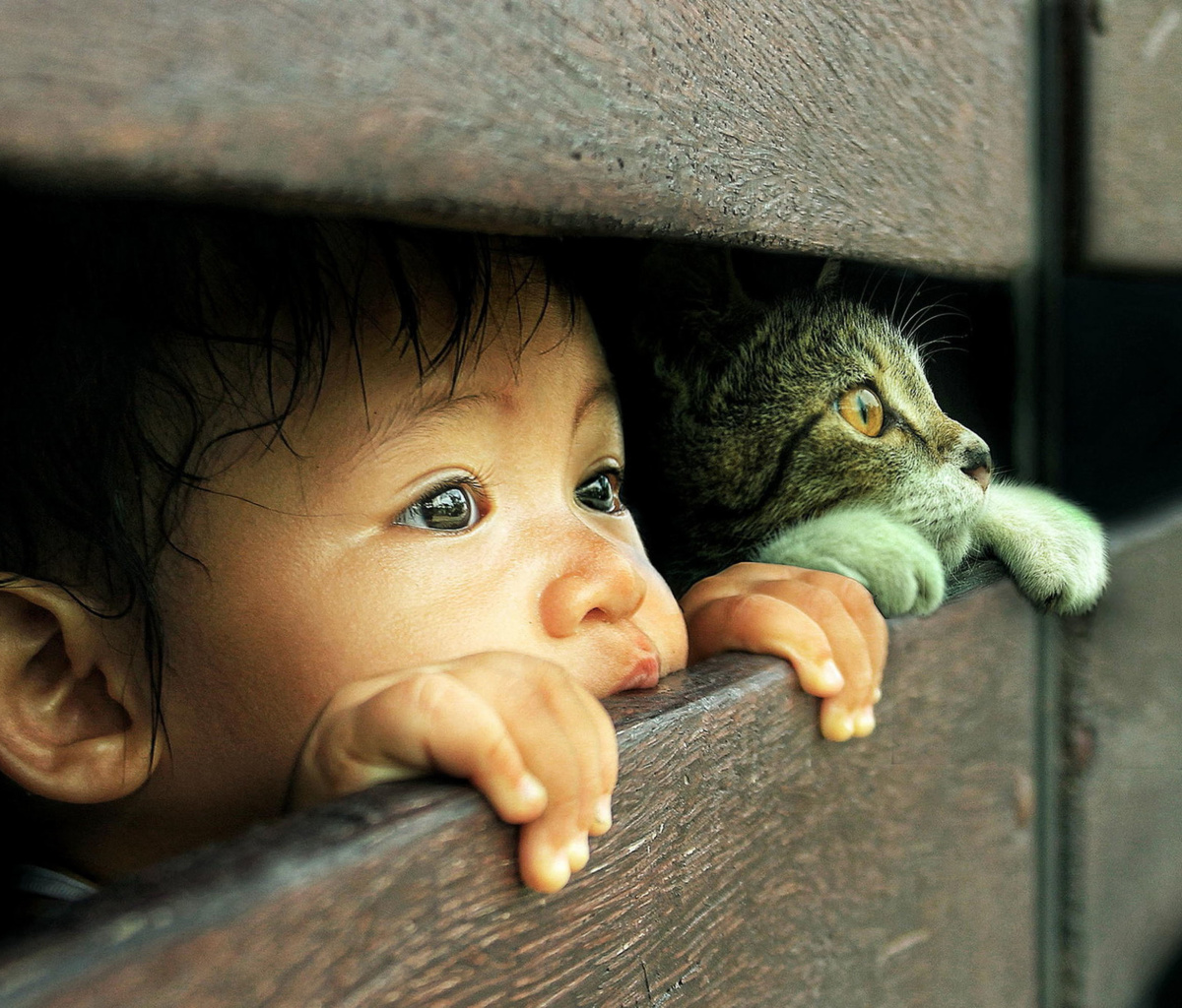 Kid and Cat wallpaper 1200x1024