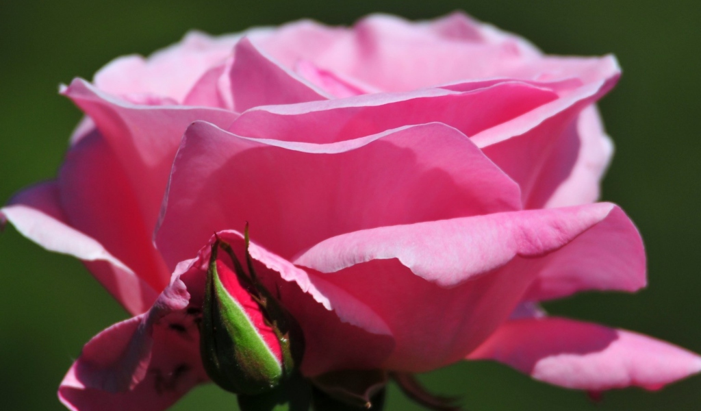 Das Pink Rose Petals Wallpaper 1024x600