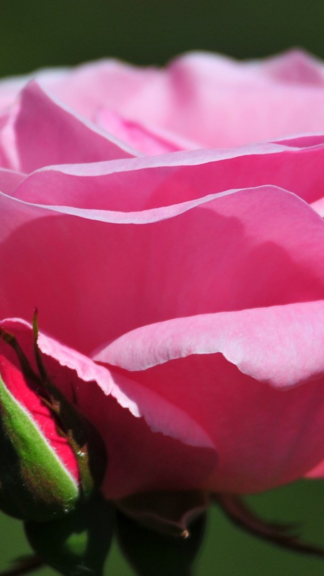 Fondo de pantalla Pink Rose Petals 1080x1920