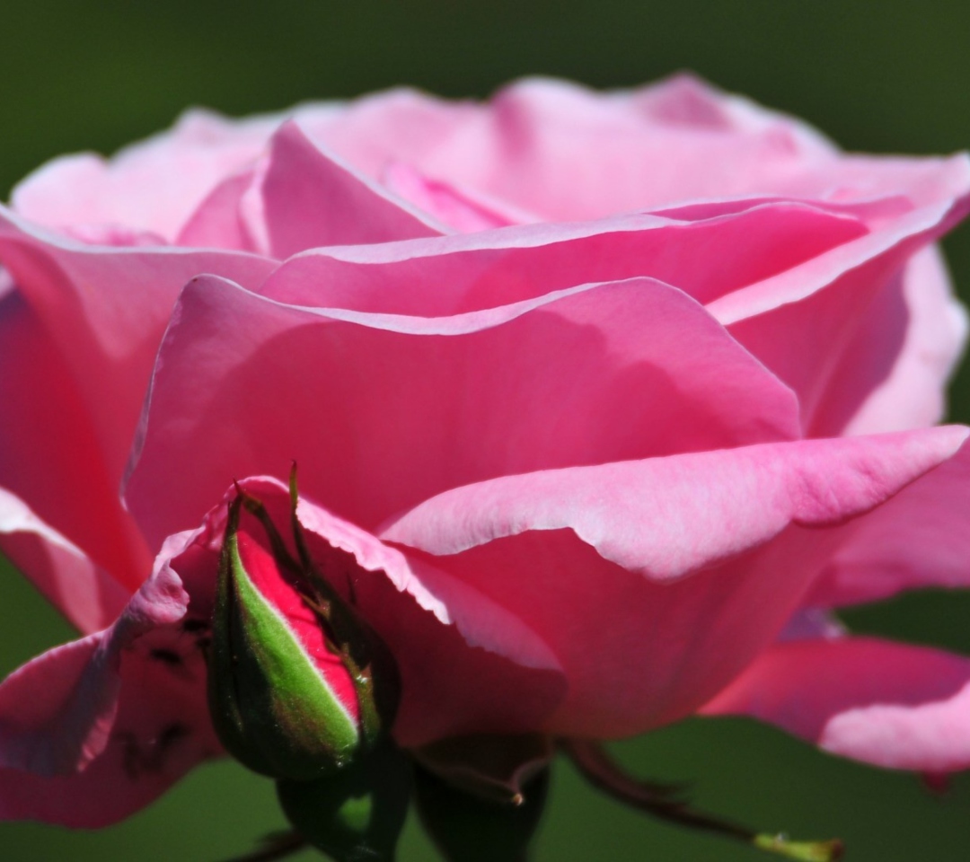 Das Pink Rose Petals Wallpaper 1080x960