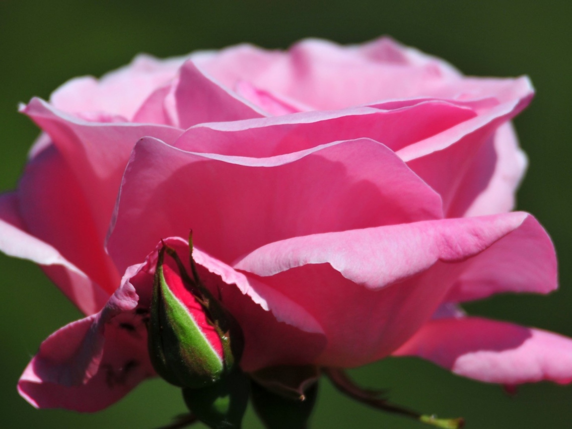 Обои Pink Rose Petals 1152x864
