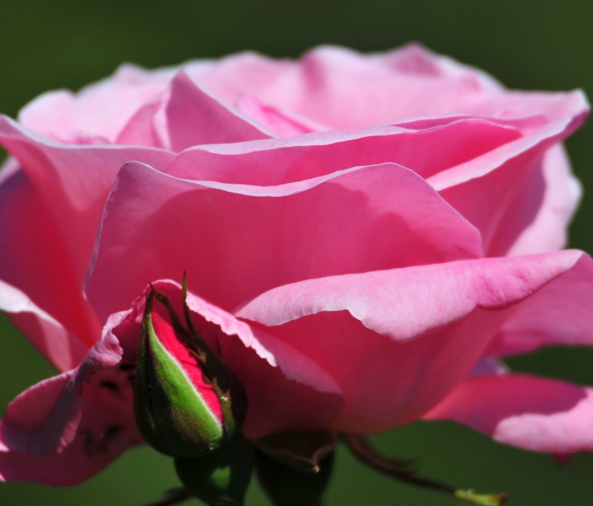 Screenshot №1 pro téma Pink Rose Petals 1200x1024