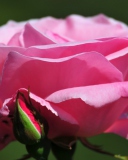 Screenshot №1 pro téma Pink Rose Petals 128x160