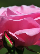Pink Rose Petals screenshot #1 132x176