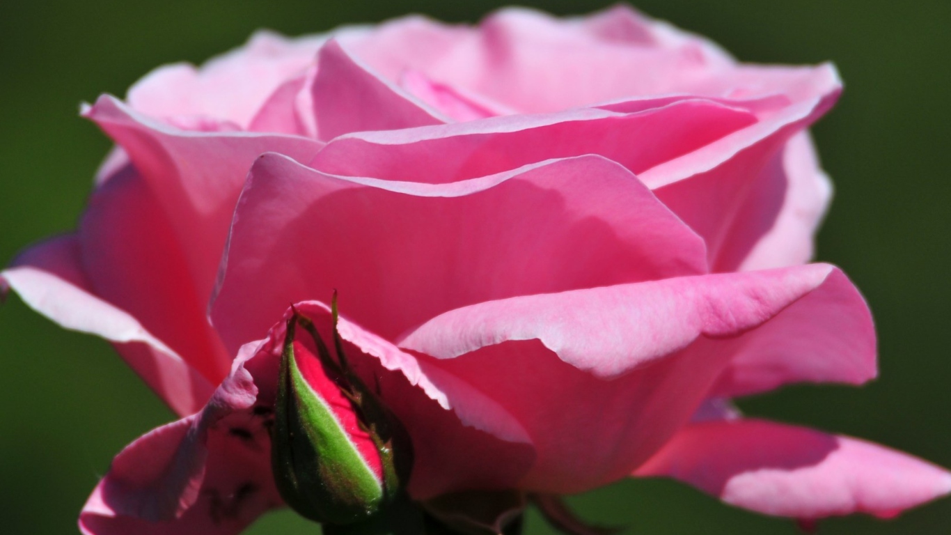 Fondo de pantalla Pink Rose Petals 1366x768