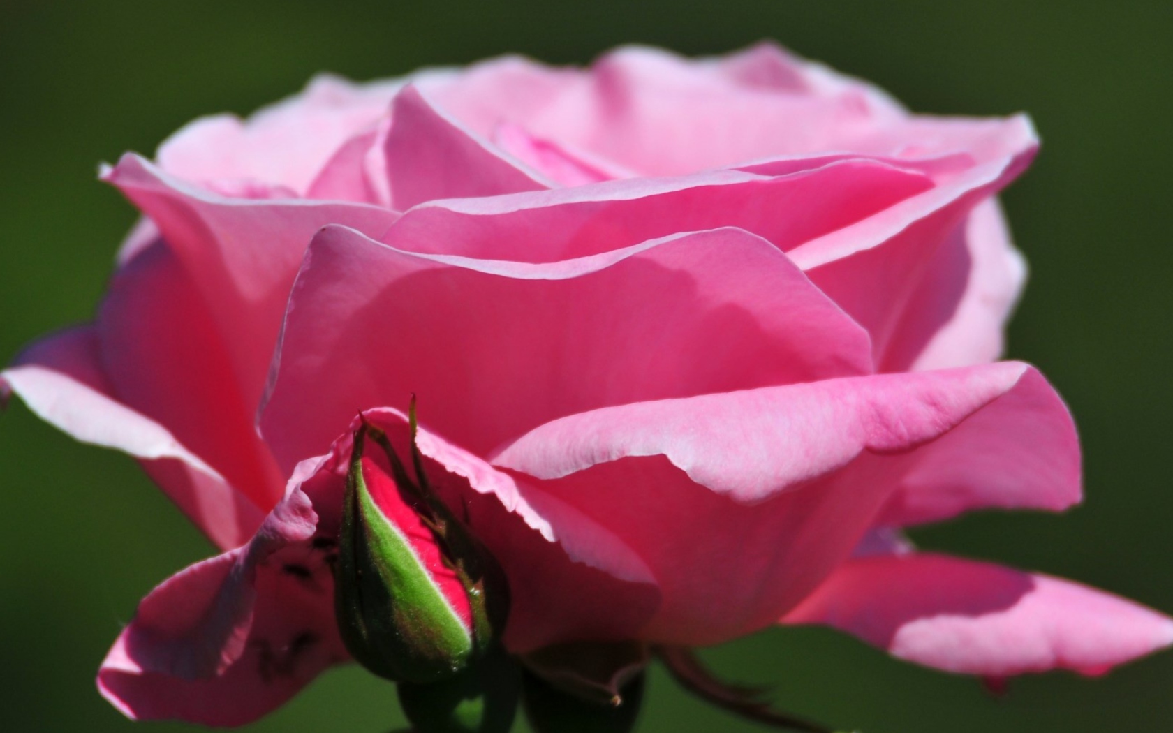 Обои Pink Rose Petals 1680x1050