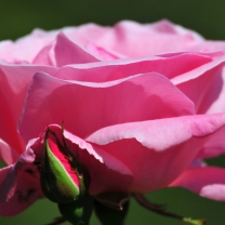 Обои Pink Rose Petals 208x208