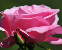 Обои Pink Rose Petals 220x176