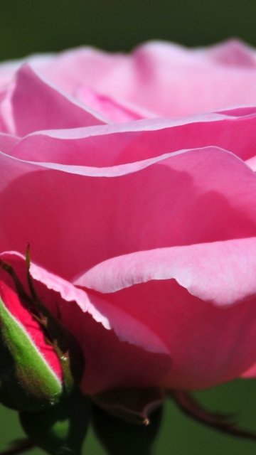 Pink Rose Petals wallpaper 360x640