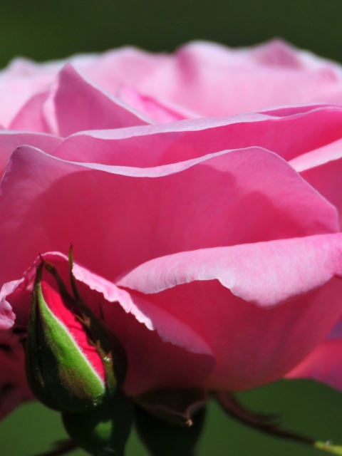 Das Pink Rose Petals Wallpaper 480x640