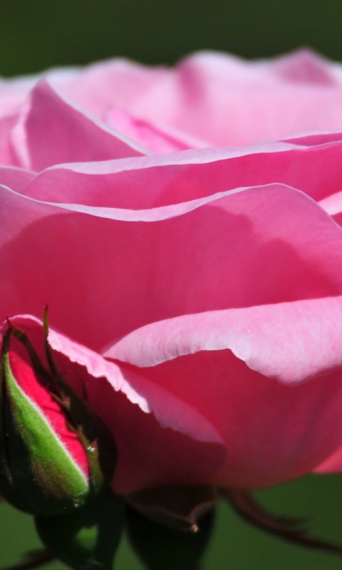 Das Pink Rose Petals Wallpaper 480x800