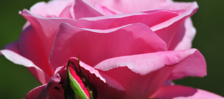 Screenshot №1 pro téma Pink Rose Petals 720x320