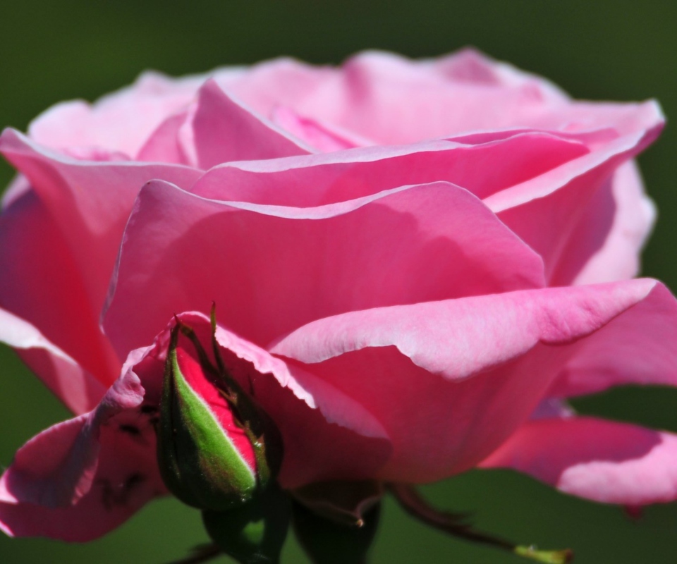 Обои Pink Rose Petals 960x800
