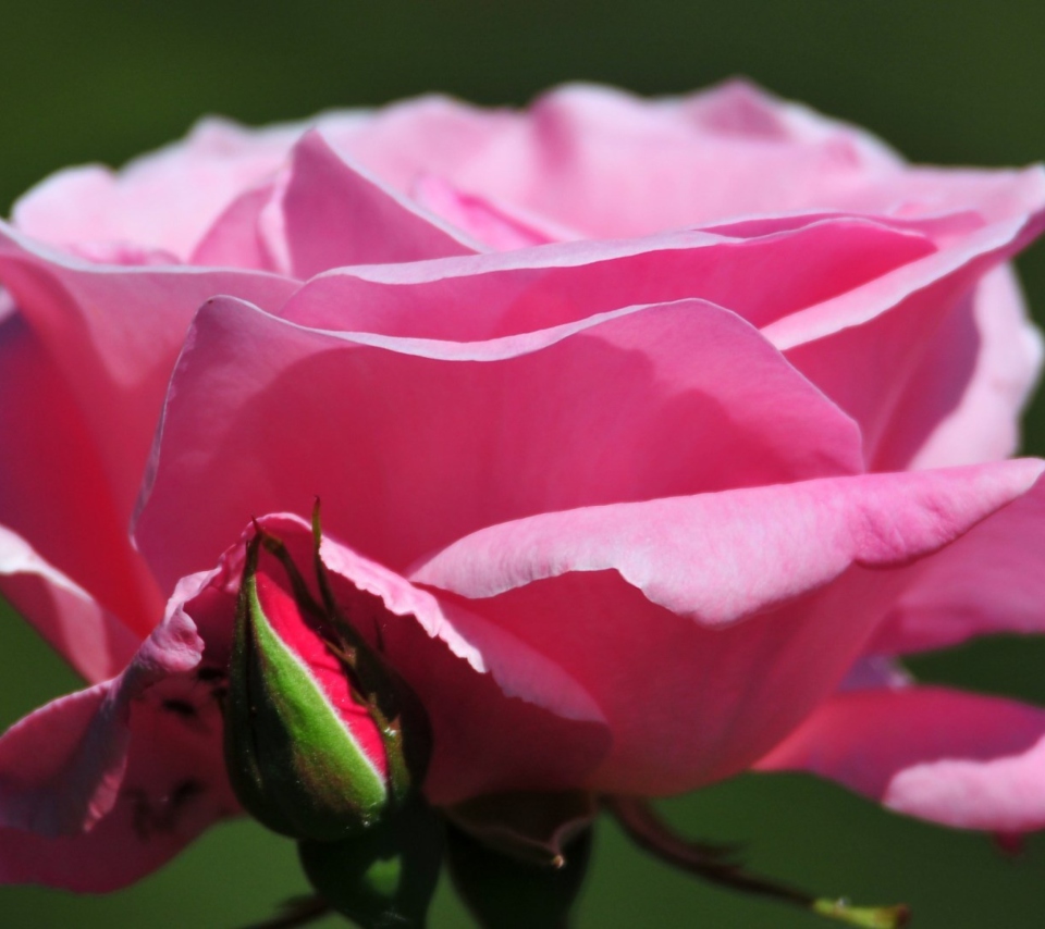 Обои Pink Rose Petals 960x854