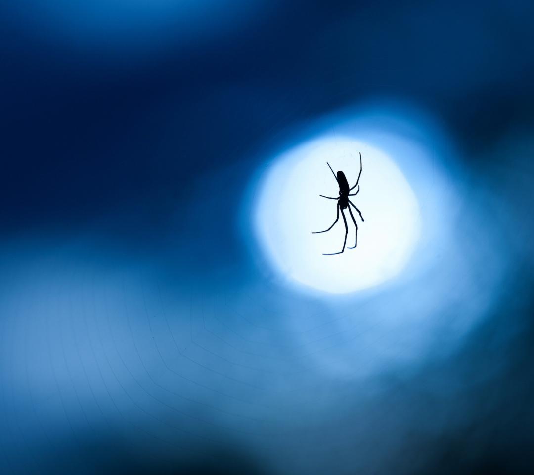 Обои Spider In Moonlight 1080x960