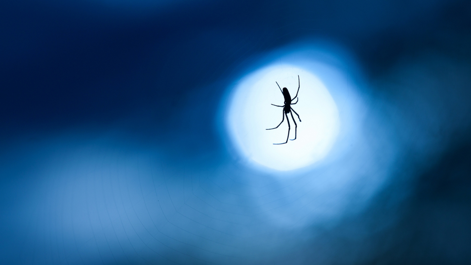 Fondo de pantalla Spider In Moonlight 1600x900