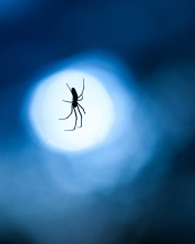 Screenshot №1 pro téma Spider In Moonlight 176x220