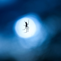 Fondo de pantalla Spider In Moonlight 208x208