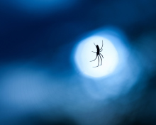 Fondo de pantalla Spider In Moonlight 220x176