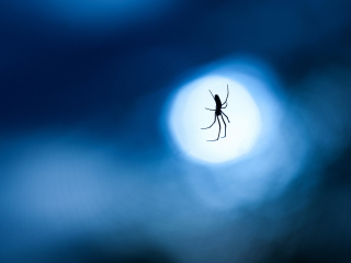 Fondo de pantalla Spider In Moonlight 320x240