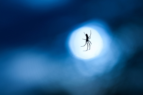 Fondo de pantalla Spider In Moonlight 480x320